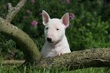 BULL TERRIER MINIATURE 181